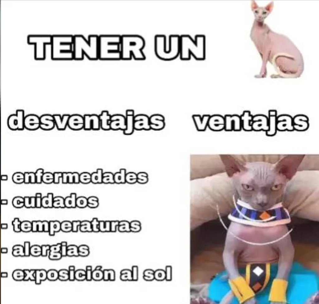 ElbuenEchoes's tweet photo. ¡Buenas noches! 🌙 https://t.co/euAcKXe165