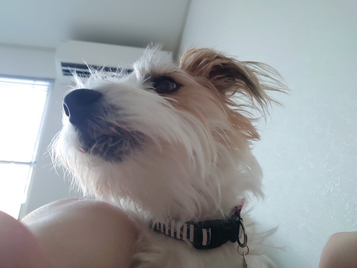 JRT_sasuke's tweet photo. 毎朝おはよーと人間のお腹の上に乗ってきてお顔ぺろぺろで起こしてくれるさすけくん https://t.co/L24M1Gi4e6