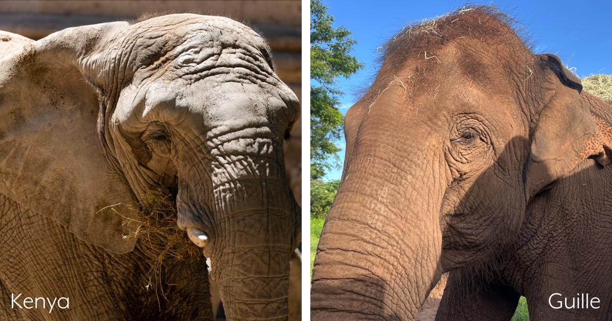 Global Sanctuary for Elephants tweet media