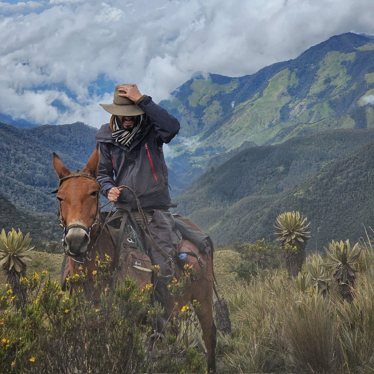 Simon_AdlT's tweet photo. Hace un año crucé en tres días el PNN Los Nevados desde Juntas (Tolima) hasta Salento (Quindío) a lomo de mula. Así fue la cabalgata (🧵👇🏼) https://t.co/YR7tEVwFoC