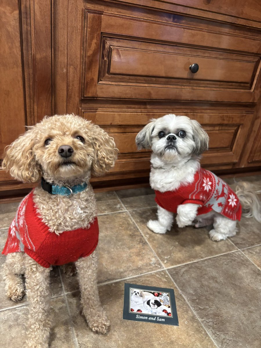 We got a wonderful Christmas card in the mail today. Thank you so much <a href="/DeannaHershber3/">Count Simon of #TzuVannia</a> and hope you have an amazing Christmas!