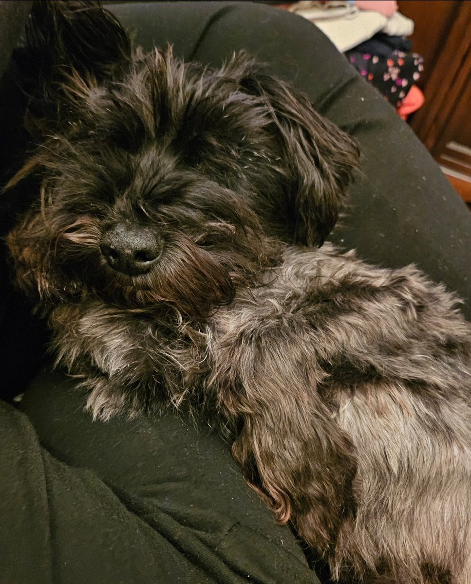 saintlysanders's tweet photo. @ThomasSanders My little buddy Dash turned 13 in October so he's thrilled by this tweet!!! https://t.co/ksy1QIwdSB