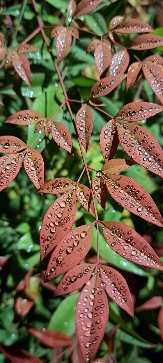 JiscaDijk's tweet photo. #Plants #Garden #Nandina #kleineTuin #bladplant
@SewellLeigh
Nandina domestica of Hemelse Bamboe bij kunstlicht.
Prachtig verkleurend blad 😊 https://t.co/IPaDUQ6Fbt