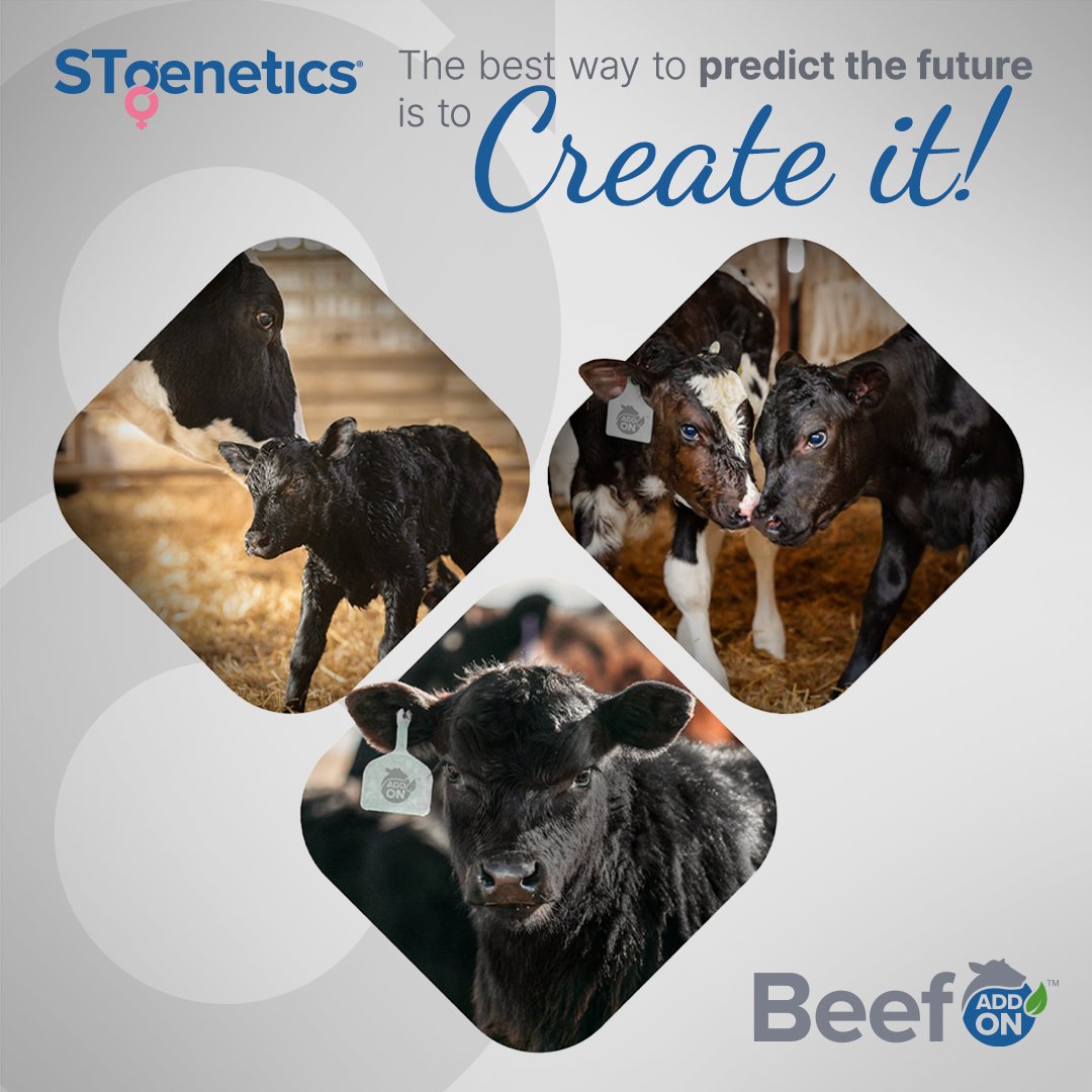 STgenetics's tweet photo. Beef Add On™, from semen to finishing beef: Accuracy. Reliability. Profitability! #STgenetics #BeefAddOn™ sires are available in the most fertile semen technologies, #Ultraplus™ and #SuperConventional® to make the male beef calves that will thrive throughout the supply chain. https://t.co/lkPGD5Q0V4