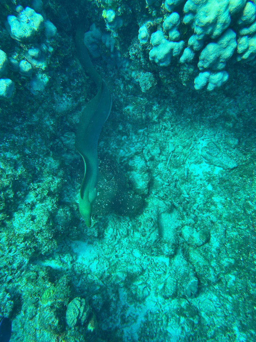 some pictures from snorkeling around Grand Cayman…