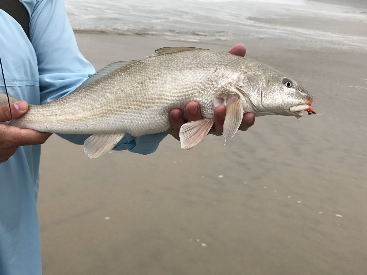 Not Only Trout tweet media