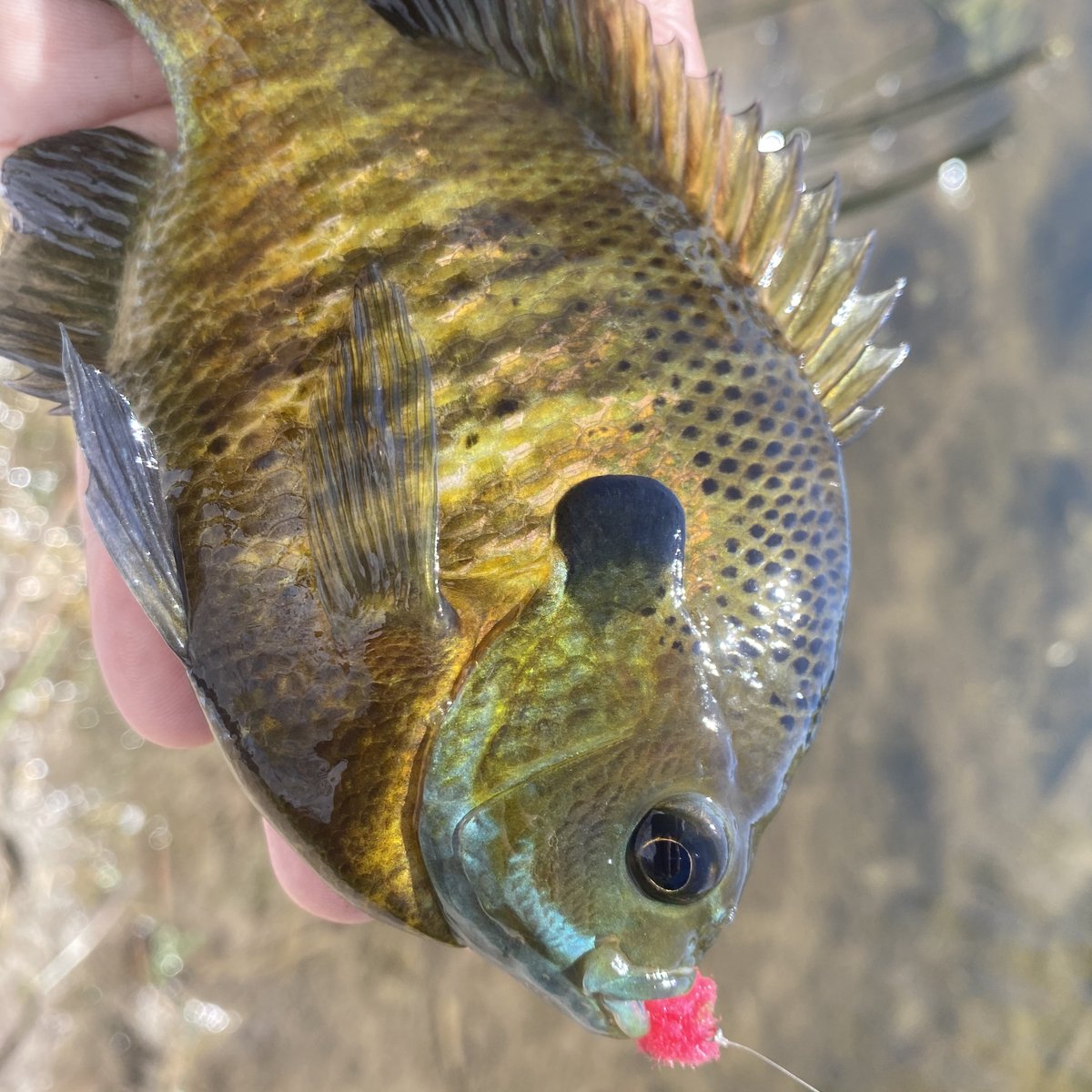 Not Only Trout tweet media