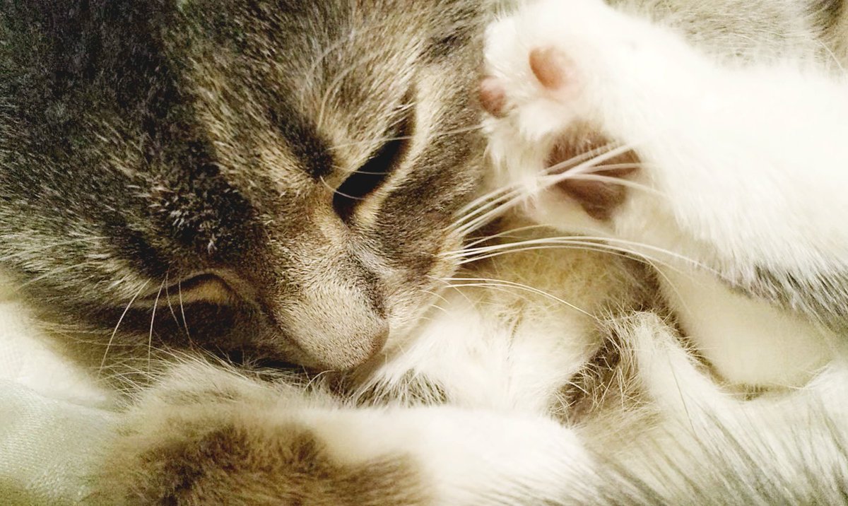 chihari_'s tweet photo. #土アップ祭

モモンガとかヤマネみたいなポーズのとき🤭💕

#ねこのいる幸せ #猫 #猫好き 
#猫の居る暮らし #猫がいる生活 https://t.co/lAK8fqtFfE