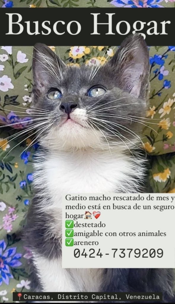 apoyocanino's tweet photo. Amigos nos escriben para solicitar ayuda para este gatito
"donde vivo los vecinos están acosando y maltratando a los gatos, ha sido terrible y
estoy tratando de dar en adopción a este bebe de 3 meses  que es dulce  juguetón 
 Contacto:
 0424-7379209
 Caracas
#casosdeterceros https://t.co/hb4kEWSj4k