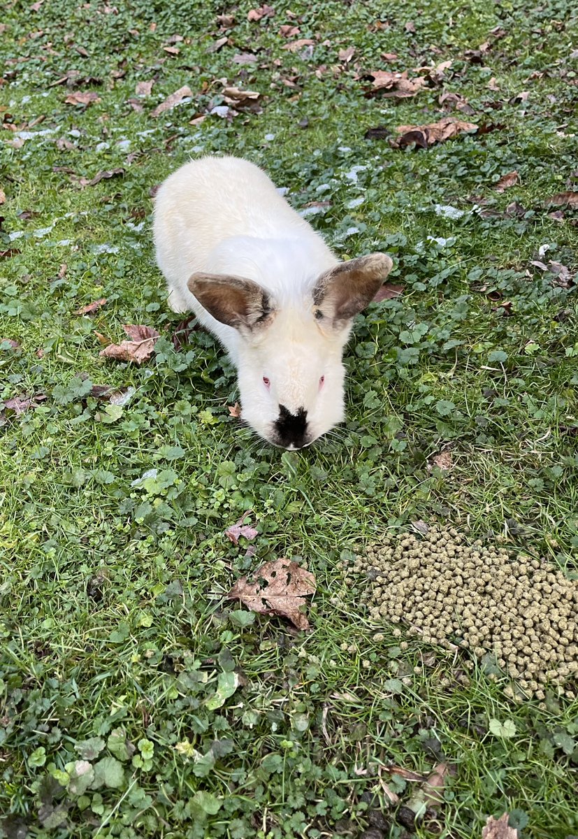 night blooming jasmine tweet media