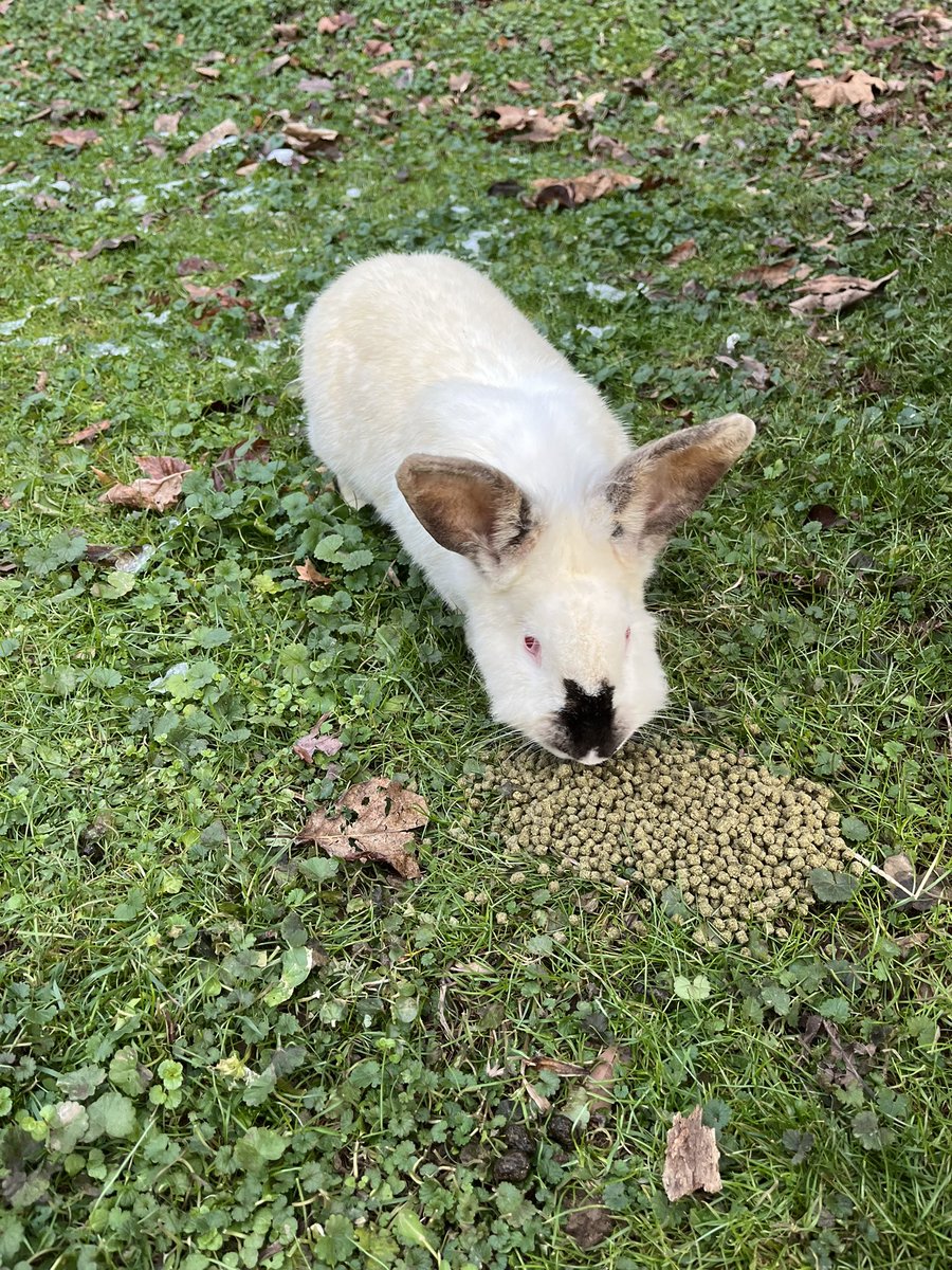 night blooming jasmine tweet media