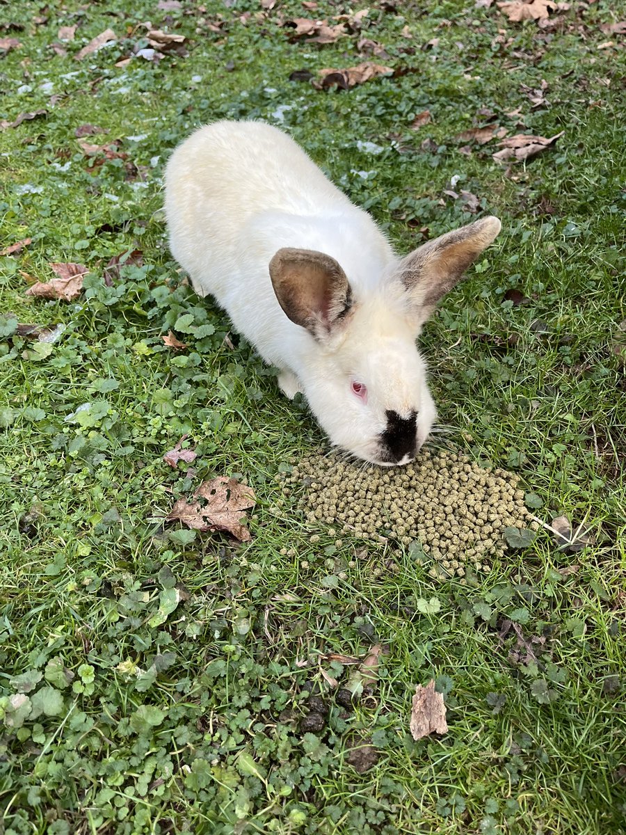 night blooming jasmine tweet media