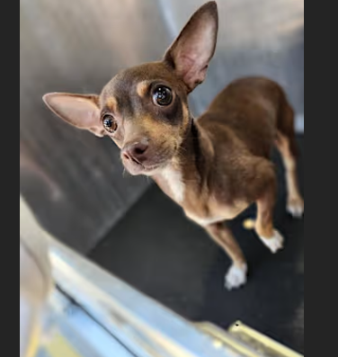 Calabaza, a 2-year-old Chihuahua at a full shelter in #SanAntonio, #TX, needs a forever home, a foster home, or rescue adoptapet.com/pet/43289720-s… #URGENT #Chihuahua #AdoptableDogofDay