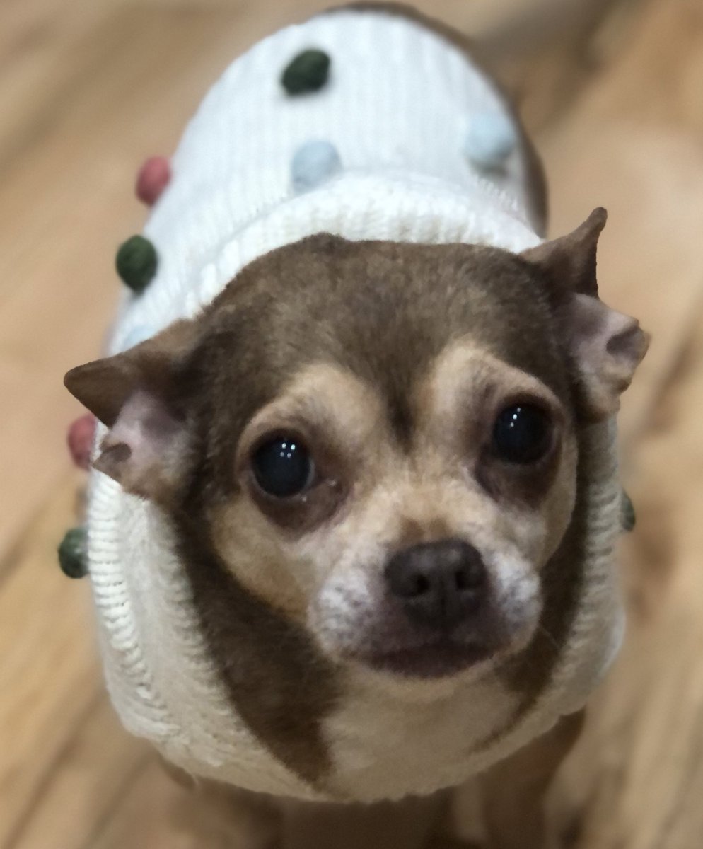 chicathechih's tweet photo. Can all my friends please send pawsitive vibes to Gwammie. She got admitted to the hospital today. We are waiting for results. 
#Dog #Dogs #TaterTotsquad https://t.co/ONXEJXpURf