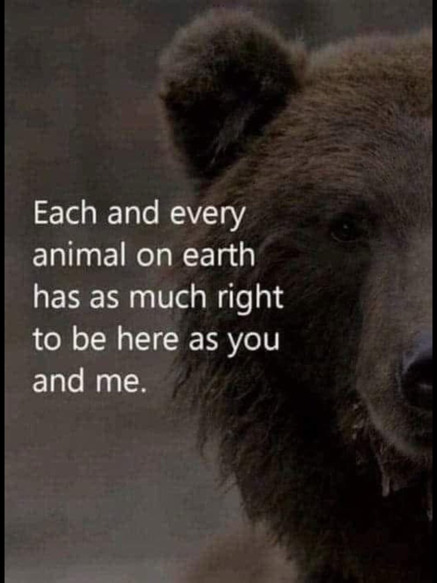 Catnipper tweet media