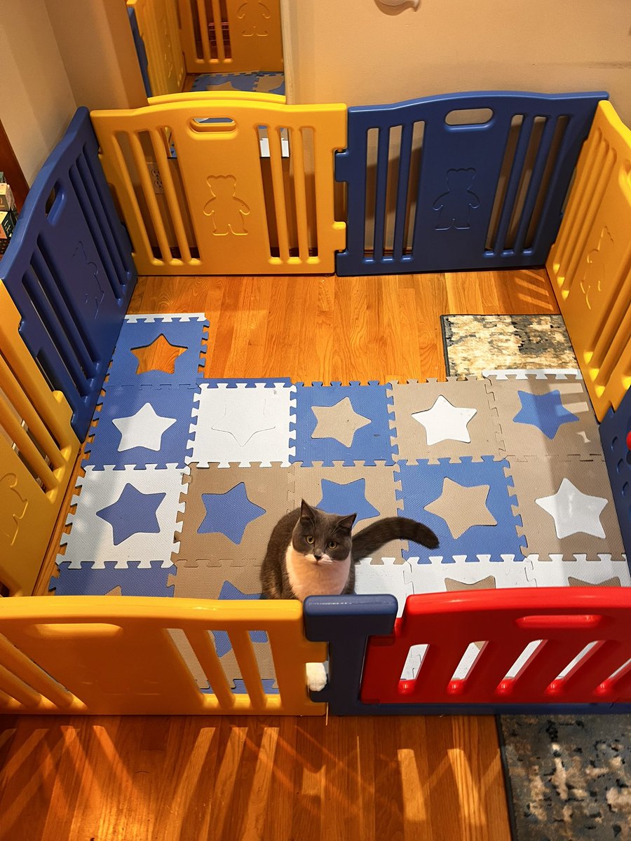 ArkhamNaughty's tweet photo. Got a new baby play pen and my silly kitty thought he couldn’t get out! https://t.co/gIyksKE31r
