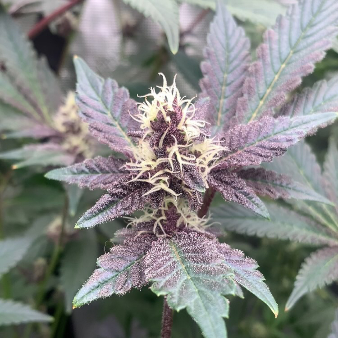 SuperCloset's tweet photo. Nature's masterpiece in bloom 🌿✨ These stunning shades and the robust growth are what you can achieve with a little help from our cutting-edge hydroponic systems.💦

🌱 Grown by @frankiesindoorgrow 
🔗 Shop SuperCloset today: https://t.co/s9hJJaE4GA https://t.co/RdfAR9Lou3