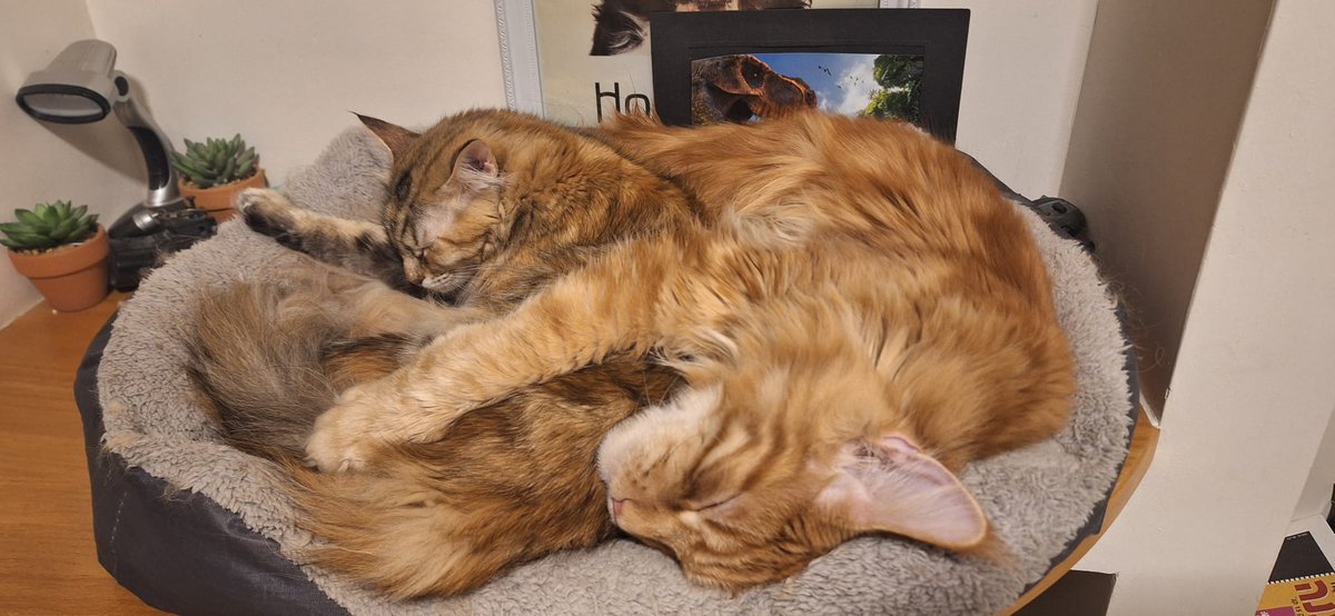 OwoGeneric's tweet photo. @AJamesMcCarthy He looks like one of my cats https://t.co/AzYgmHIMX7