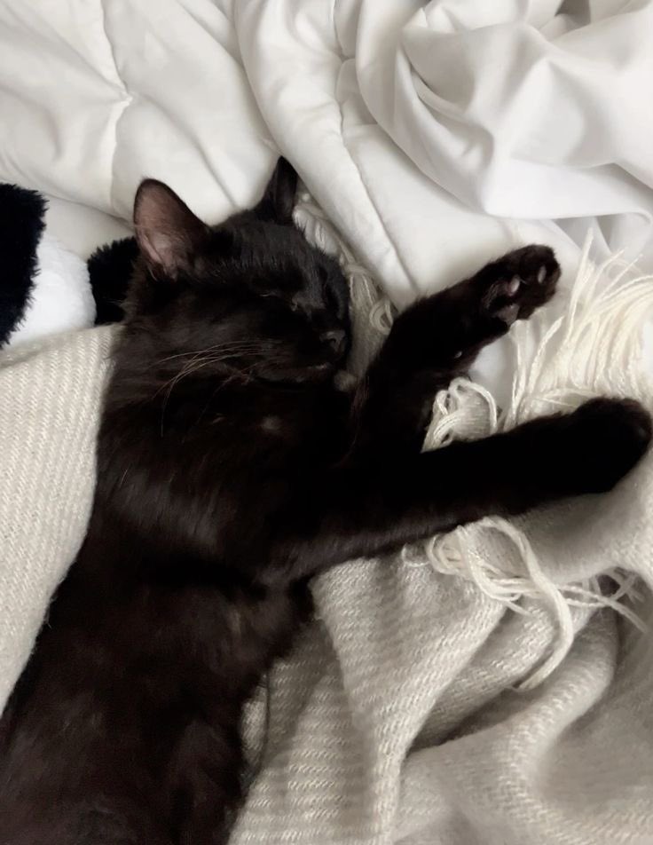 robbie🦝 tweet media