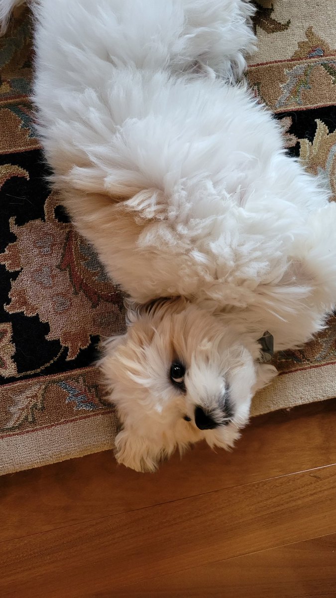 termitebaby's tweet photo. @mitziplayer Gus has that same color on a spot on his side and on his ears - it's actually a little paler now than in this picture. We call that his "pet me" spot.😂
I was going to take a pic to show you his spot now, but he's sleeping on it, and I don't have the heart to wake him! https://t.co/oIpommmZZ3