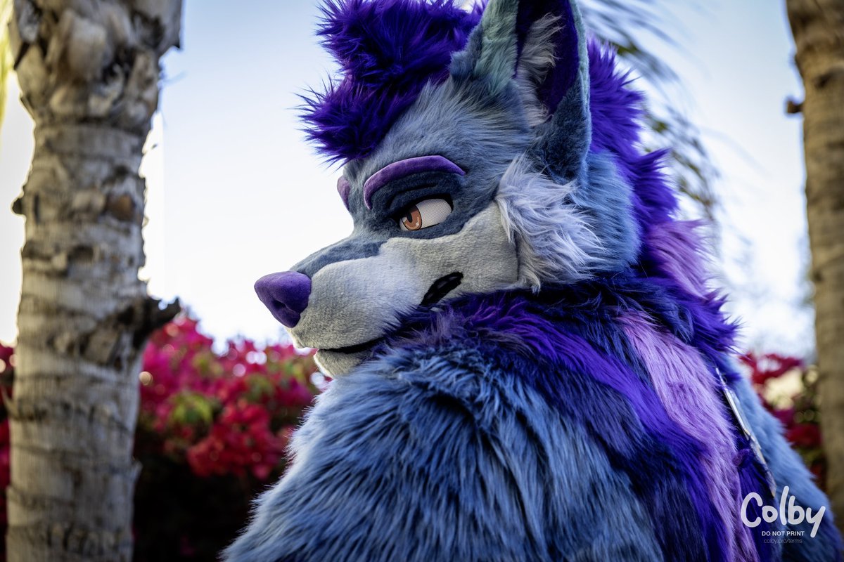 Looking for something, kid? #FursuitFriday 
📸: <a href="/colby_husky/">Colby! - colby.dog</a>