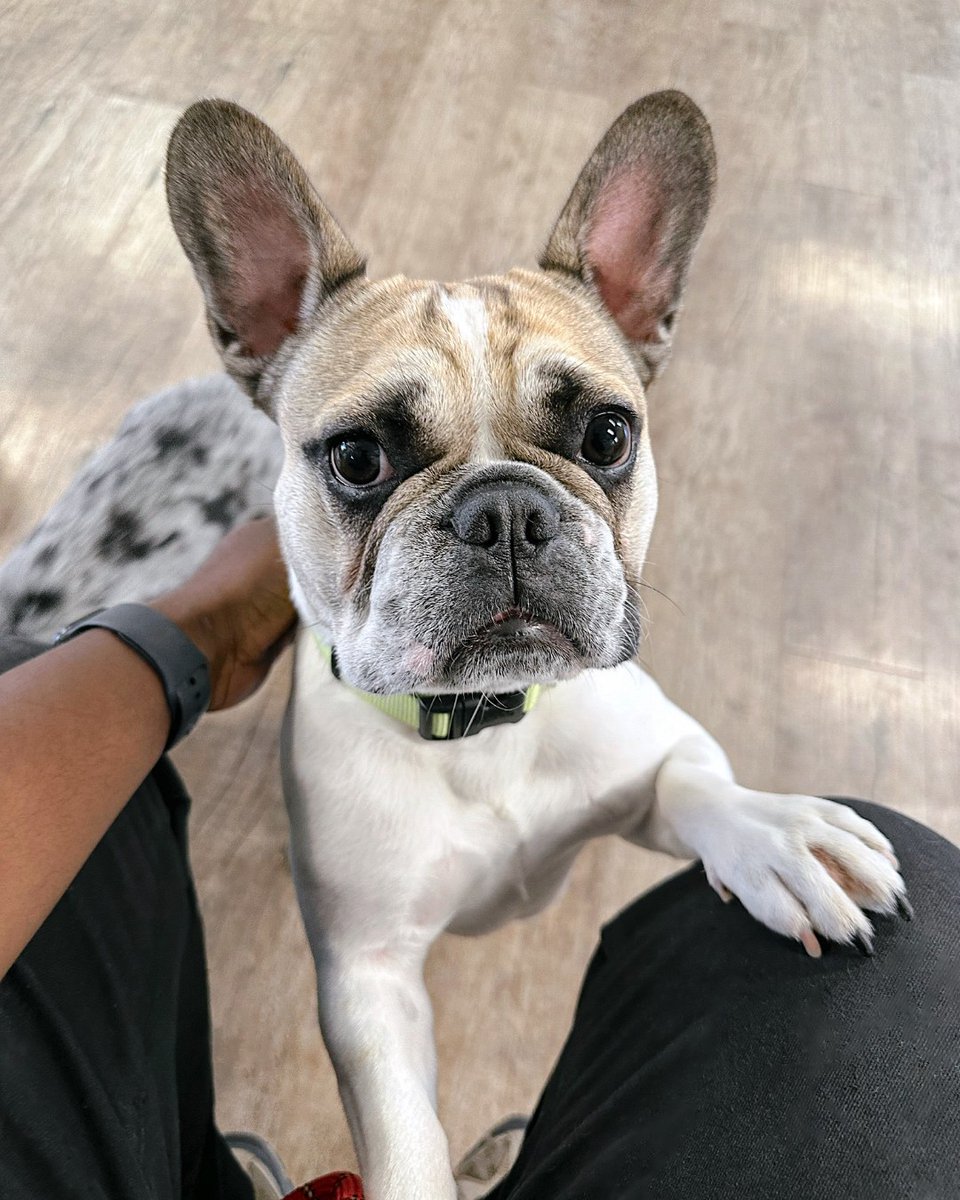 FacesofChaChas's tweet image. #FrenchieFriday Fun! 🐷 Cue the piggie noises! These little hams celebrate every Friday at daycare by running around playing with their friends, getting into mischief, and salivating on all the toys, before crashing hard to nap. Wash Rinse Repeat all day. 

#frenchielife #eastsac