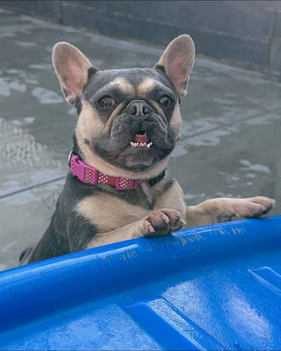 FacesofChaChas's tweet image. #FrenchieFriday Fun! 🐷 Cue the piggie noises! These little hams celebrate every Friday at daycare by running around playing with their friends, getting into mischief, and salivating on all the toys, before crashing hard to nap. Wash Rinse Repeat all day. 

#frenchielife #eastsac