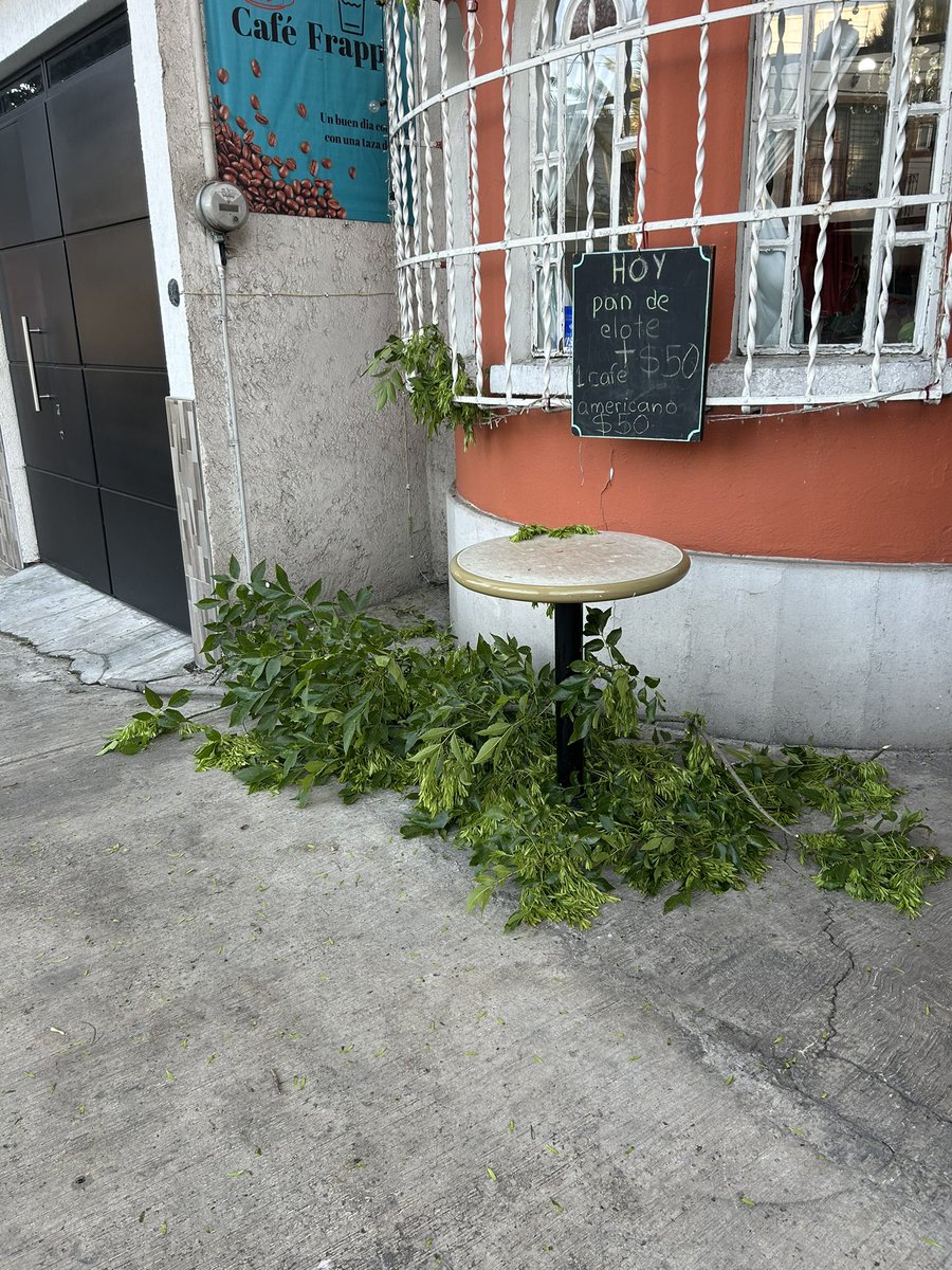 paulisientucha's tweet photo. @AzcapotzalcoMx buenas tardes, ya realizamos nuestro reporte con un suac pero me comunico por este medio porque unas ramas de un árbol se está cayendo y está muy peligroso para saber si pueden recortar las ramas anexo fotos, el día de hoy ya lleva 3 ramas https://t.co/djxxkvvhb1
