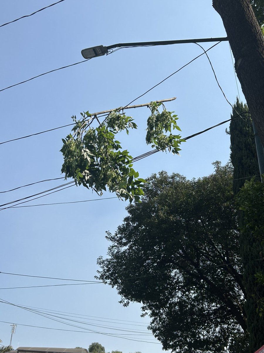 paulisientucha's tweet photo. @AzcapotzalcoMx buenas tardes, ya realizamos nuestro reporte con un suac pero me comunico por este medio porque unas ramas de un árbol se está cayendo y está muy peligroso para saber si pueden recortar las ramas anexo fotos, el día de hoy ya lleva 3 ramas https://t.co/djxxkvvhb1