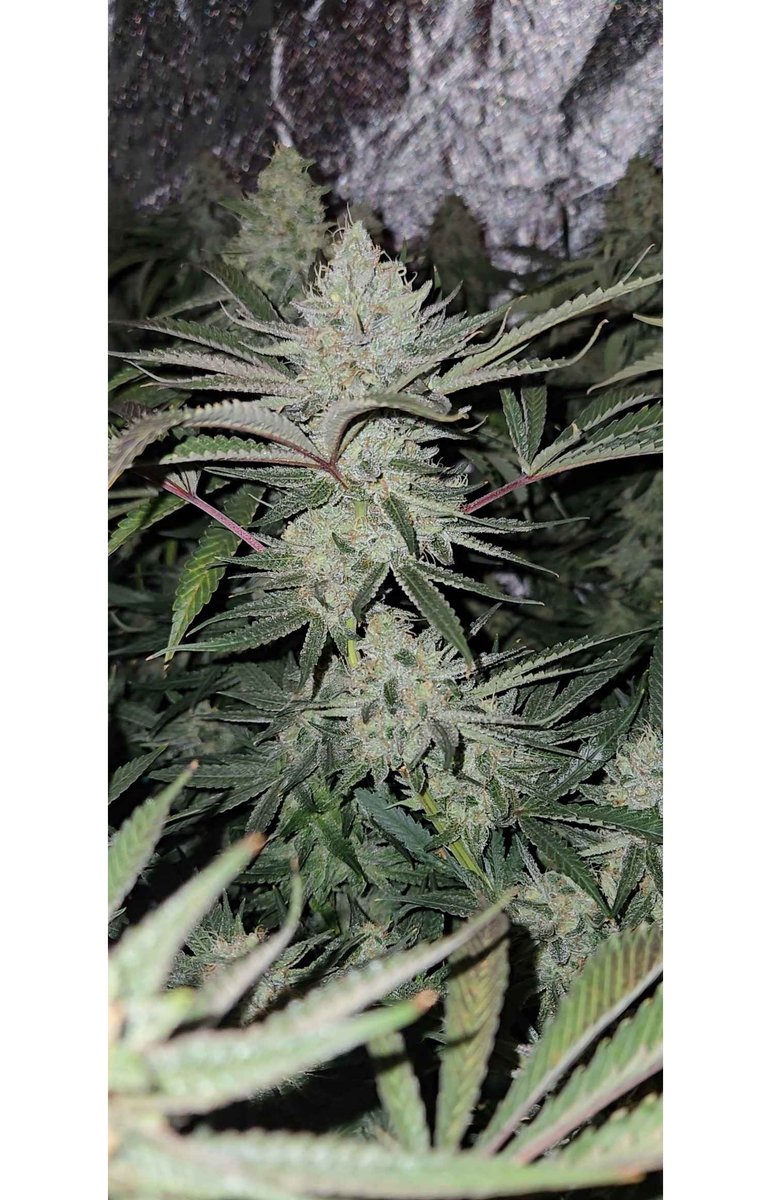 SocalSeedVault's tweet photo. Socal Seed Vault - Check out my You Tube channel. 😆 Maybe I'll go live on there sometime. Only got a few things up but will add more very soon. Have to get backlinks to the site ⛓️.

SSV's Cherry Sweet Tartz - Day 49 Grown by Lifeless Day

https://t.co/AnWWaCIrGq via @YouTube https://t.co/2p15FT8Ajx