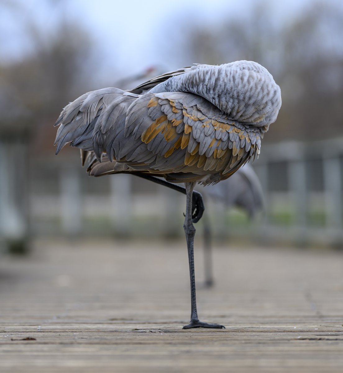 JocAPhotography's tweet photo. Sandhill Crane yoga on the boardwalk https://t.co/SCEbTIfBB3