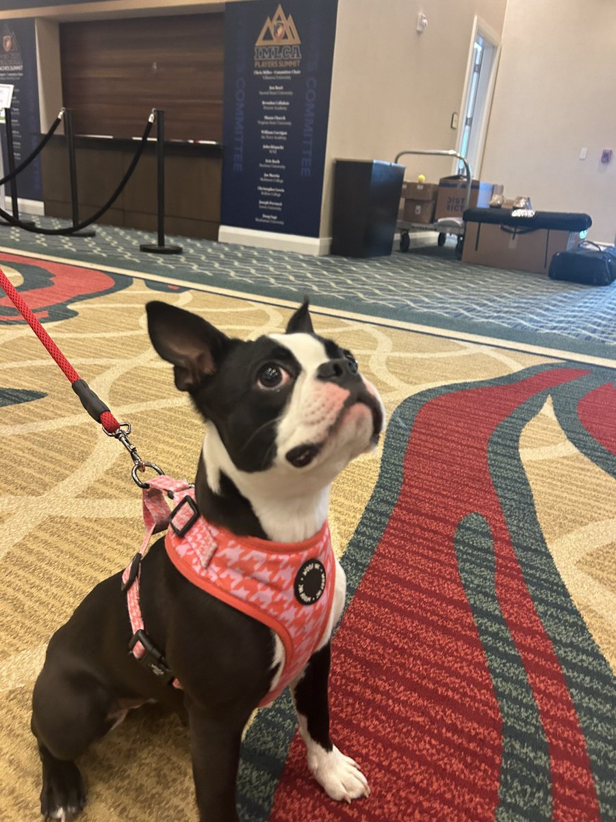 We love our pups here at #imlcasummit24! 🐾