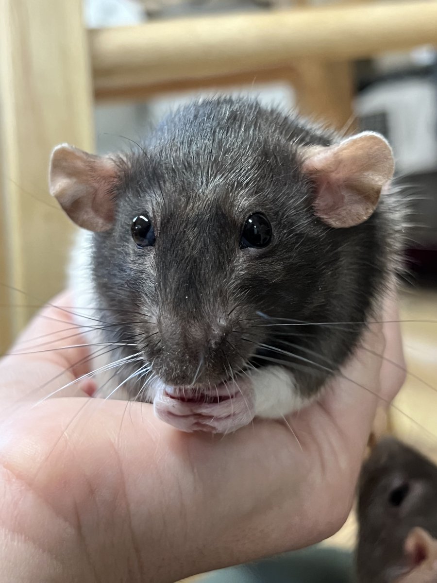 AlveusSanctuary's tweet photo. This month has been really challenging for our animals, our staff, and our viewers. 

Today we had to say goodbye to Chips, our rat ambassador. Chips recently reached two years of age, an average lifespan for a domestic rat. She seemed to get old on us quickly and had been on medication for a lung infection for several weeks. Unfortunately, she was not responding well to antibiotic treatments and upon her recheck with the vet, they found aggressive cancer in her abdomen. The rats had two years full of life. As Chips now joins Nilla and Timber we will remember her for love for the feather basket, her incredible ability to drag tissue paper from the bottom of their enclosure to the top, and for all the little things that made her, her.  We miss them and Alveus won't be the same without them.