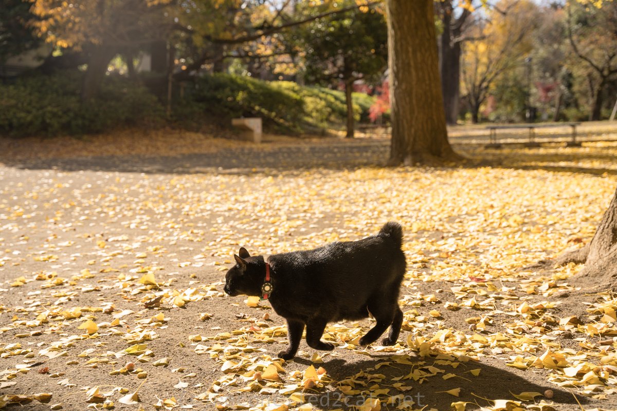 reconciled2cat's tweet photo. 秋の公園をばるちゃんとお散歩。 https://t.co/a6x0hqhvb4