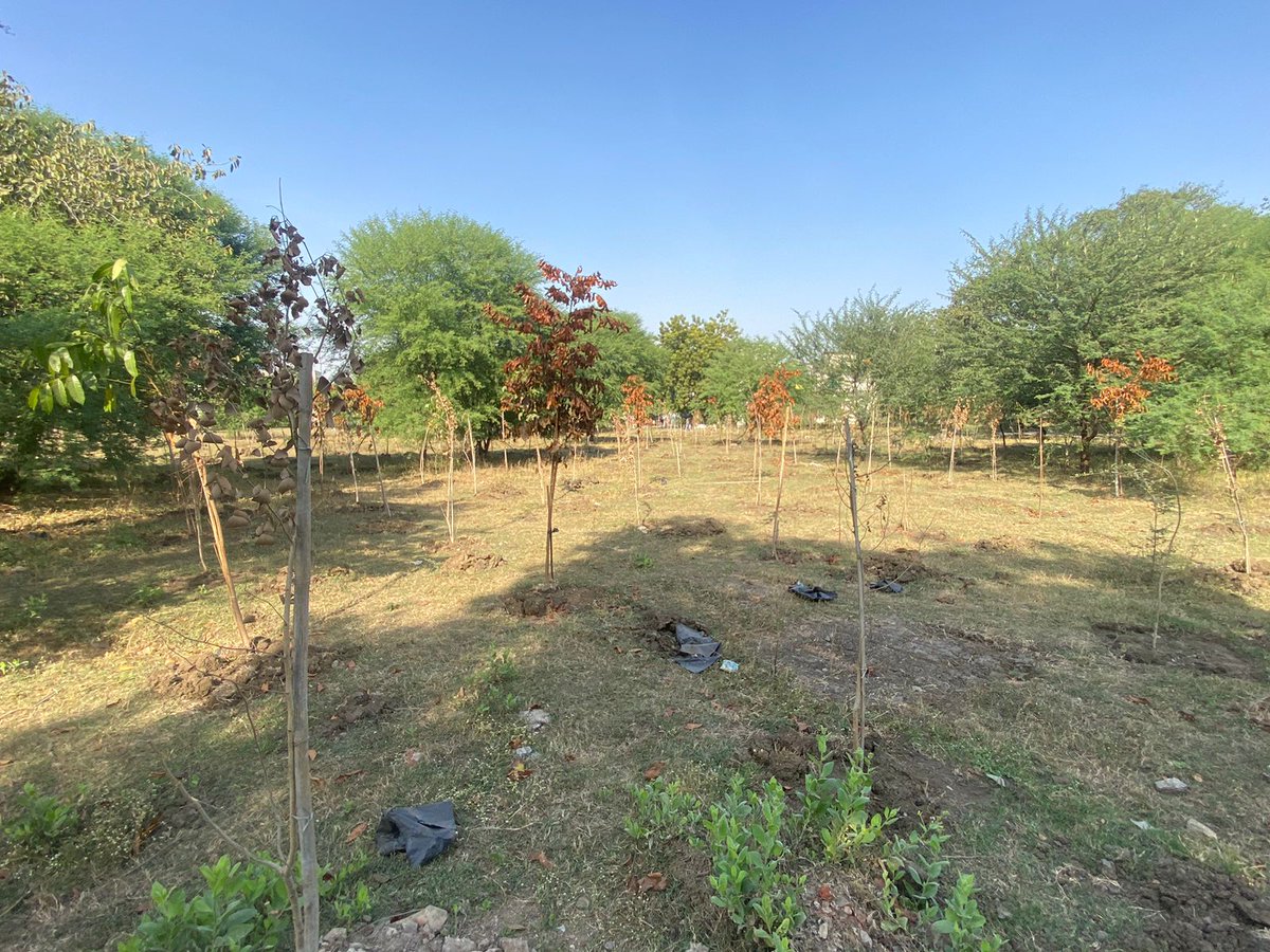 anjaya1905's tweet photo. A significant number of trees were felled in Ajni, blatantly violating environmental norms. Although a few compensatory trees were planted, most failed to survive. It appears that the city's environment and greenery are being neglected without any serious concern from the authorities or citizens.
#nagpur #savenagpur #nagpurtrees #trees #climate #environment