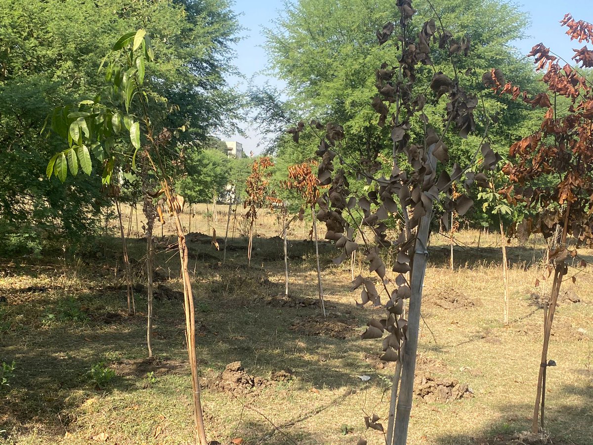 anjaya1905's tweet photo. A significant number of trees were felled in Ajni, blatantly violating environmental norms. Although a few compensatory trees were planted, most failed to survive. It appears that the city's environment and greenery are being neglected without any serious concern from the authorities or citizens.
#nagpur #savenagpur #nagpurtrees #trees #climate #environment