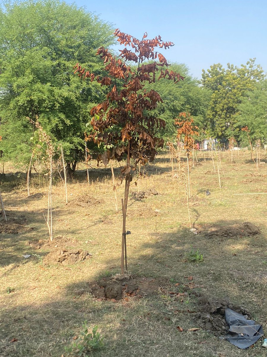 anjaya1905's tweet photo. A significant number of trees were felled in Ajni, blatantly violating environmental norms. Although a few compensatory trees were planted, most failed to survive. It appears that the city's environment and greenery are being neglected without any serious concern from the authorities or citizens.
#nagpur #savenagpur #nagpurtrees #trees #climate #environment