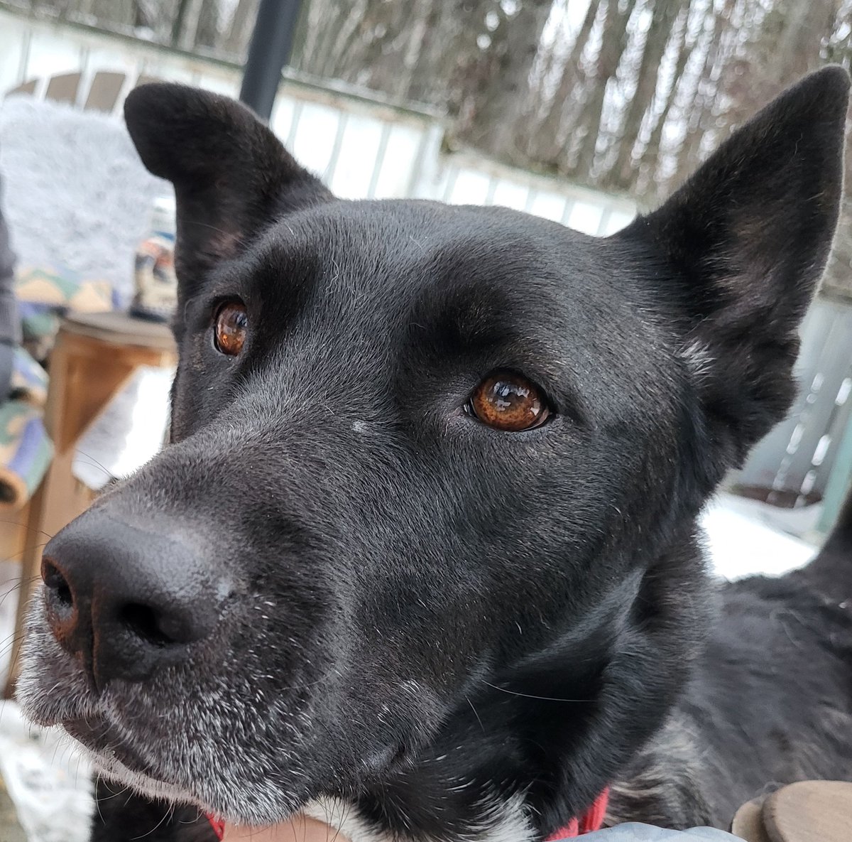 SarahRyanYEG's tweet photo. How has this amazing dog still not found a home? I've had my foster Katniss for 2 months &amp; I can't understand why. She's pure joy. Brings you a toy when you get home, smiles at you when you wake up and comes searching for cuddles. Loves other dogs. RT? @BarcsRescue #yeg #yyc https://t.co/sCbYE4fFDF