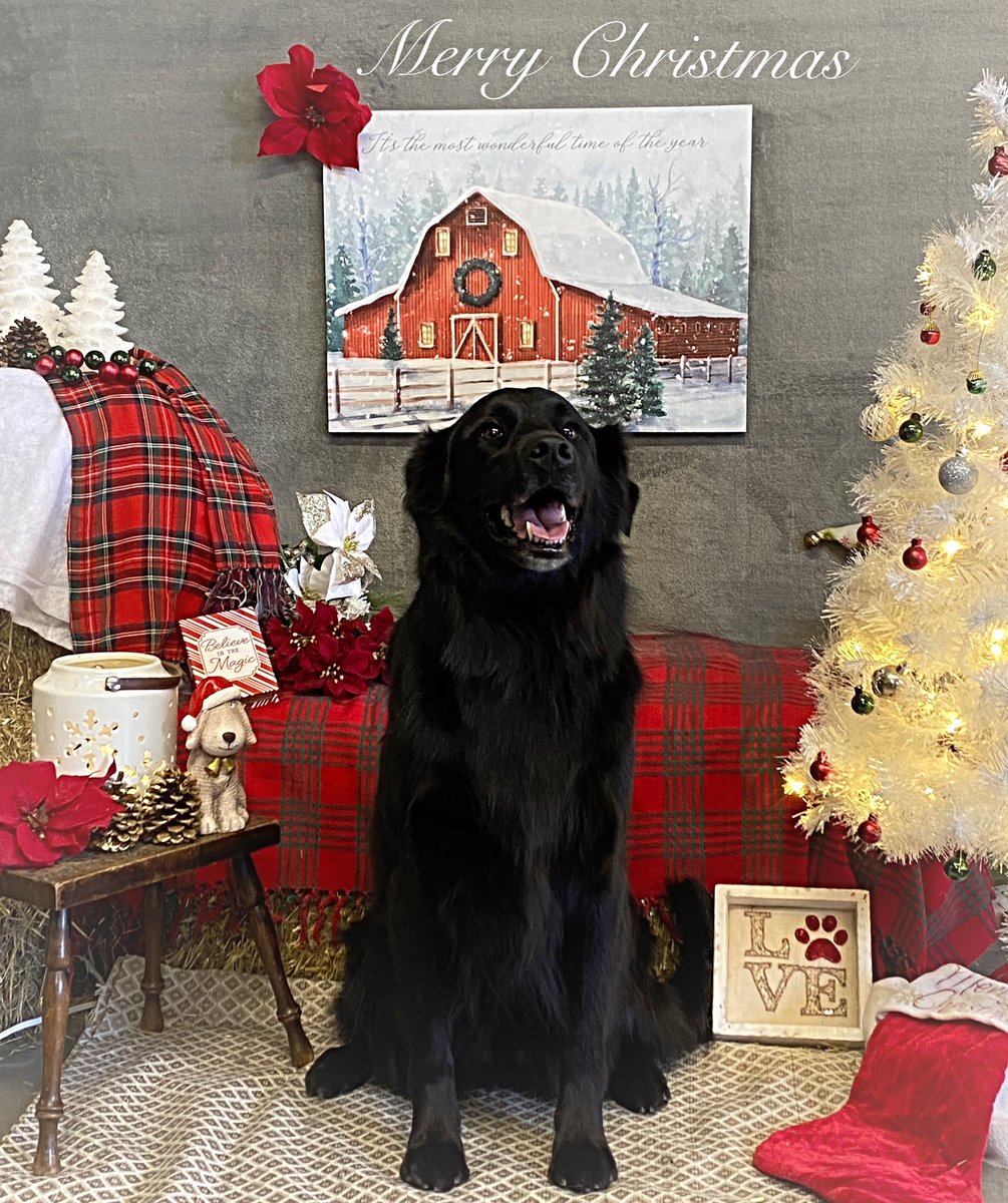 CaraSouthpaw's tweet photo. More Christmas Pictures!  All of December every client receives a complementary Christmas Picture with their grooming ❤️Merry Christmas! #dogs https://t.co/QlBXhYbB1A