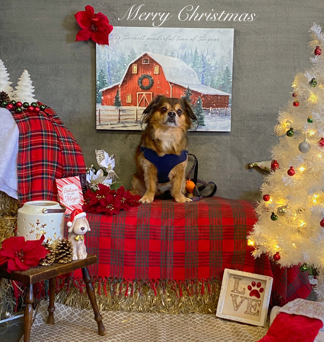 CaraSouthpaw's tweet photo. More Christmas Pictures!  All of December every client receives a complementary Christmas Picture with their grooming ❤️Merry Christmas! #dogs https://t.co/veE60PXPUu