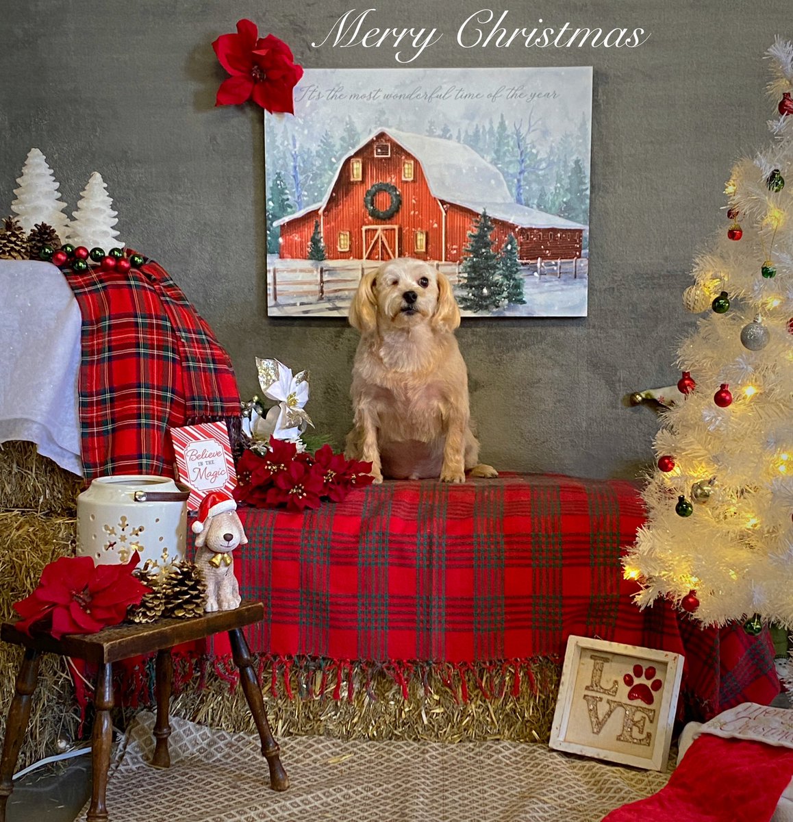 CaraSouthpaw's tweet photo. More Christmas Pictures!  All of December every client receives a complementary Christmas Picture with their grooming ❤️Merry Christmas! #dogs https://t.co/veE60PXPUu