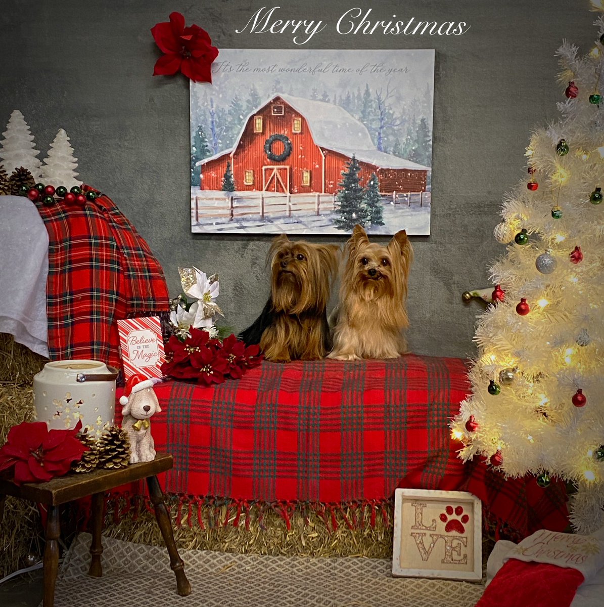 CaraSouthpaw's tweet photo. More Christmas Pictures!  All of December every client receives a complementary Christmas Picture with their grooming ❤️Merry Christmas! #dogs https://t.co/veE60PXPUu