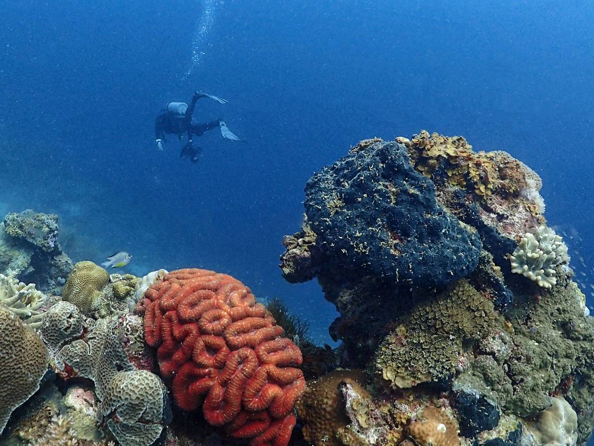 Explore the depths of the sea and admire the colorful wonders of coral. 🌊🪸 #UnderseaAdventure #TheBeautyofNature