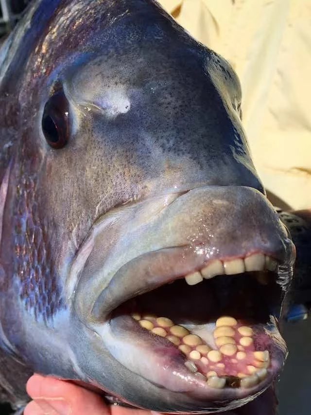 magaliwho's tweet photo. Why I think the government is turning people into fish:
A 🧵 https://t.co/u4DM5uHQI9