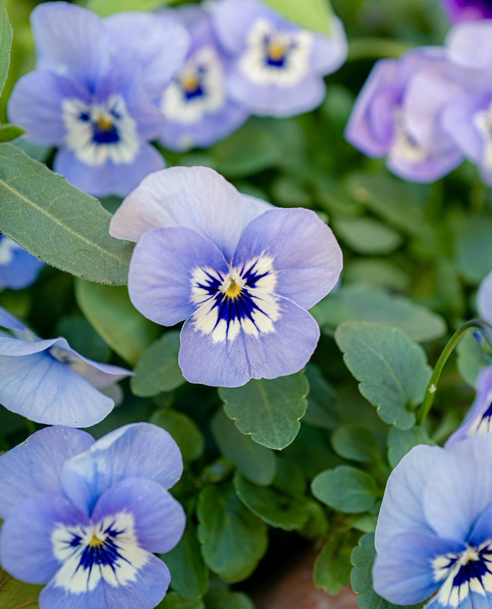 tenshinmen's tweet photo. Colorful flowers
#pansy https://t.co/CeegzN7U5e