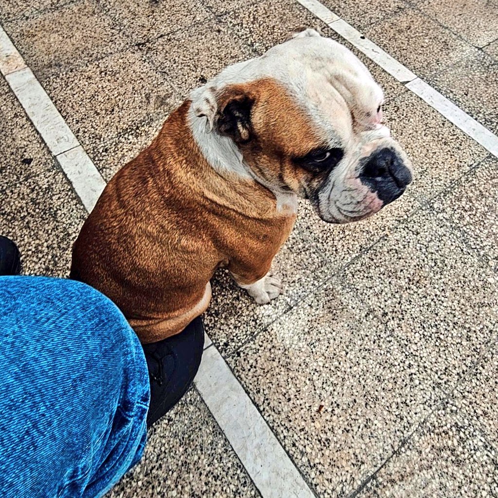 🐺 آقاشاه ( ایالات متحده ایران ) tweet media