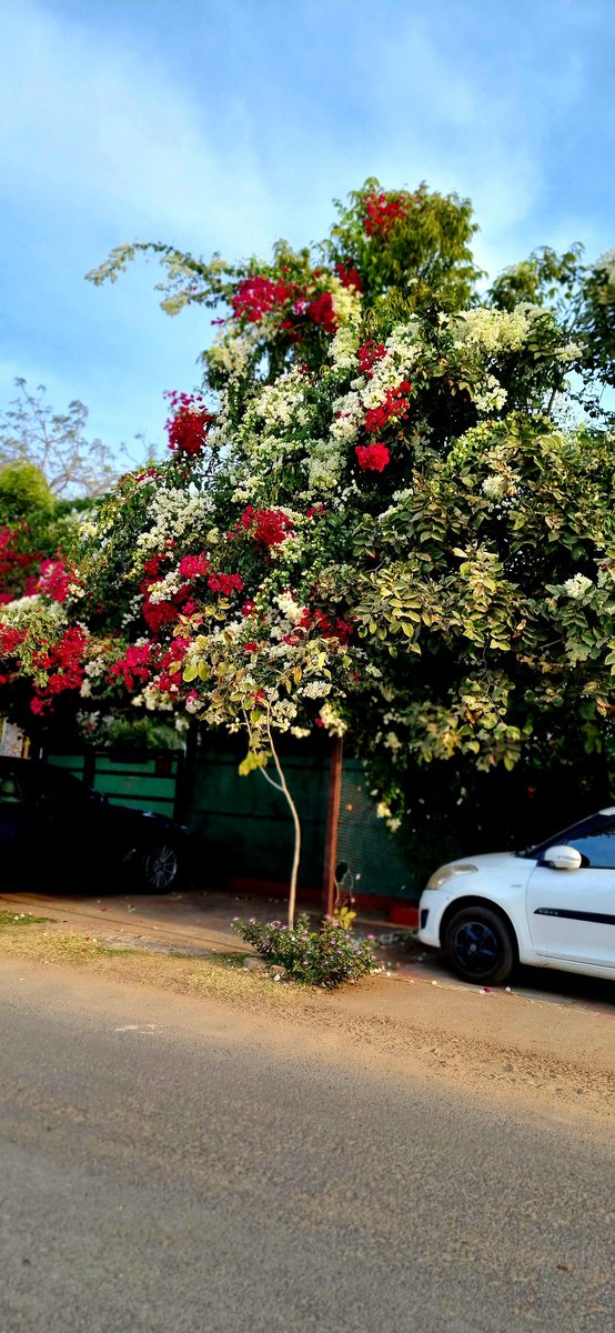 DebasmitaChat16's tweet photo. Every flower is a soul blossoming in nature ❤️💐

#naturelovers #naturephotography #flowers #flowerlovers #FlowerPhotography https://t.co/QXXfyAqJ7W