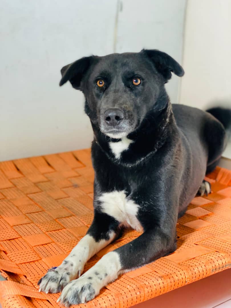 KSARshelter's tweet photo. 🐾 Bena came to us over 2 years ago as a small puppy, and has been in our care ever since. Last week she injured her paw on a piece of metal (which has been removed from the facility) and required stitches to close the wound. This $350 fundraiser covers the cost of the anesthesia and surgical supplies, antibiotics, and her monthly food costs and care team. 
https://t.co/ianXpL7hgz