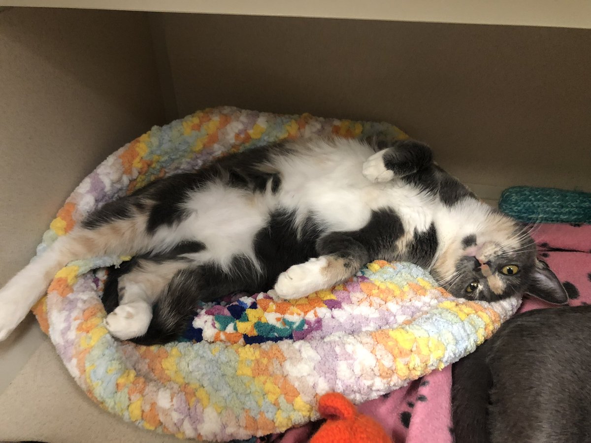 📍 SF Bay Area 

ok seriously, Poppy and Junie are getting tired of sitting around and waiting for someone to want them. all they want is a home to run and play in and a human to cuddle with.

will you make their Christmas wish come true? 🎄🥹

friendsofbearcatrescue.org/adopt