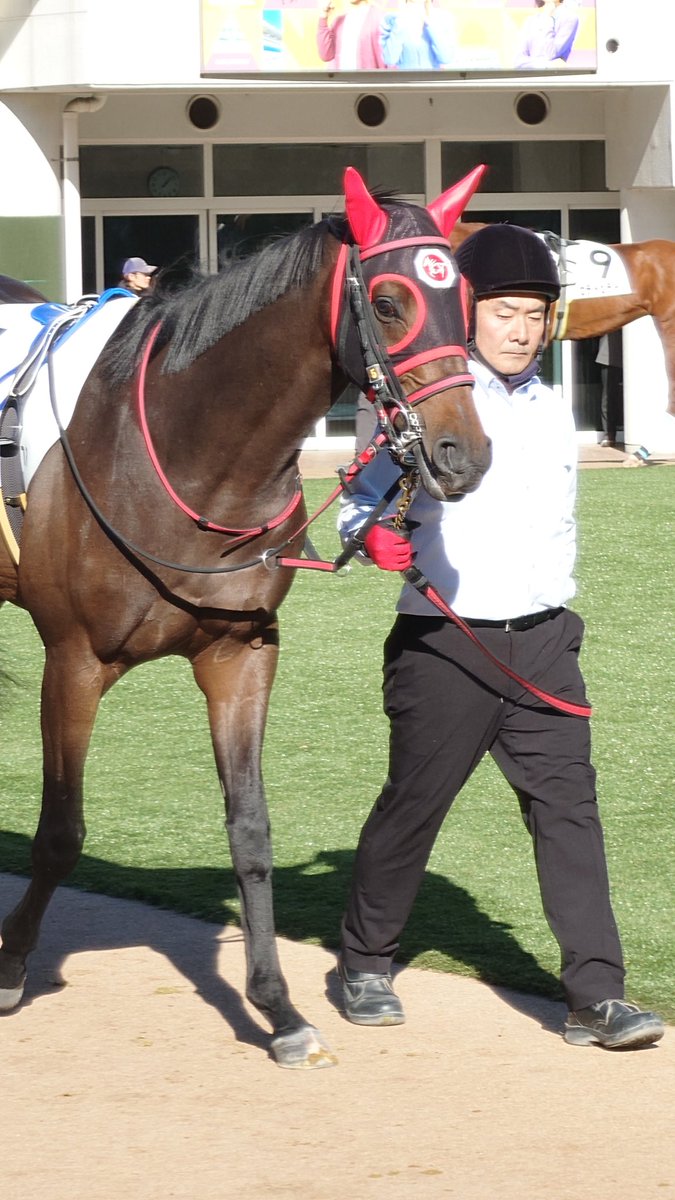 hippocampus30's tweet photo. 自分の1口馬が久しぶりに勝って嬉しい♡
可愛いし、大人しい！
騎乗は今回だけかもしれないけど、ルメールありがと〜
#ノビリシマビジョン https://t.co/i2Hlc4BTQM